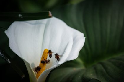 Fehér liliom a kertben: miért nem elég csak ültetni, ha szépet akarsz látni?