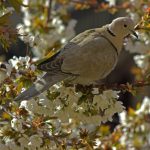 Galambvirág nevelése kutatási eredmények alapján: új tápanyag- és öntözési stratégiák a hatékonyabb fejlődésért