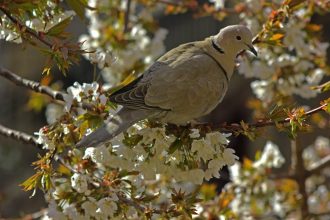 Galambvirág nevelése kutatási eredmények alapján: új tápanyag- és öntözési stratégiák a hatékonyabb fejlődésért