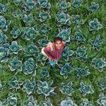 Leander: A mediterrán szomszéd, aki sosem hagyja el a kertet, mégis mindig feldobja a hangulatot