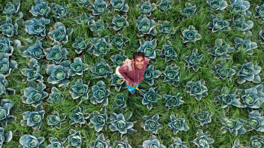 Leander: A mediterrán szomszéd, aki sosem hagyja el a kertet, mégis mindig feldobja a hangulatot