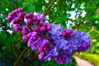 Illatos ibolya újragondolva: Tudományos alapú lépések a hatékonyabb termesztéshez és virágzásoptimalizáláshoz