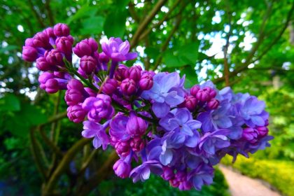 Dombi ibolya: A tavasz titkos hírnöke, aki minden kertet életre kelt!