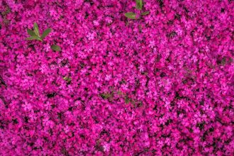 Kúszó eperfa: Több mint dekoráció – így támogatja a talajéletet, amit kevesen sejtenek!