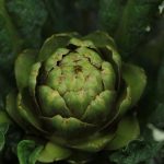 A fanyarka, mint a kertek csendes ízforradalmára: miért érdemes újra felfedezni ezt a régi magyar szőlőfajtát?