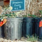 Csüngő eper nonstop: tavasztól őszig édes ajándék az erkélyeden!