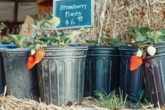 Csüngő eper nonstop: tavasztól őszig édes ajándék az erkélyeden!