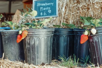 Miért nem is igazi bogyó a földieper? – A gyümölcs, amit mindenki félreértett!