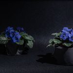 Hogyan szabadulj meg villámgyorsan a kék ibolya gyökérrothadásától a kertedben?