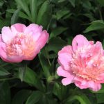 Amikor a Keleti bazsarózsa mesélni kezd: évszázados bölcsességek a kert csendes őréből