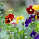 Árvácska sárgul? Így hozd vissza pillanatok alatt a színt a virágaidba!