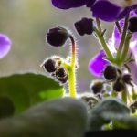 A fokföldi ibolya titkos szövetségese: így teremtsd meg a levegő páratartalmának tökéletes egyensúlyát!