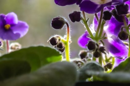 A fokföldi ibolya titkos szövetségese: így teremtsd meg a levegő páratartalmának tökéletes egyensúlyát!