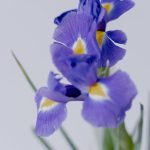 „Bíborka a kertedben? Így neveld, hogy ne csak szép legyen, hanem igazi társ a nyári napokon!”