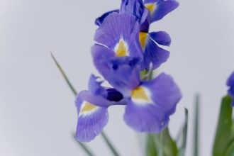 „Bíborka a kertedben? Így neveld, hogy ne csak szép legyen, hanem igazi társ a nyári napokon!”