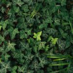 Indás ínfű: A kert árnyékos sarkainak csendes őre!