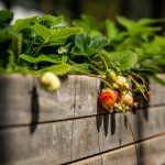 Az eper titkos szövetségese: hogyan hat a talaj mikrobiomja a bogyók bőségére?