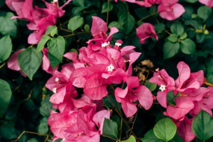 Bougainvillea a kertben: hogyan őrizhetjük meg a mediterrán növény nyugalmát és szépségét az otthoni környezetben?