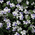 Fehér ibolya bajban? Így előzd meg a levelek sárgulását, mielőtt késő lesz!