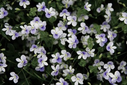 Fehér ibolya bajban? Így előzd meg a levelek sárgulását, mielőtt késő lesz!