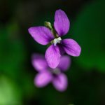 Az erdei ibolya színváltozatainak ökológiája – Miért nem csak a virág színe számít a természetben?