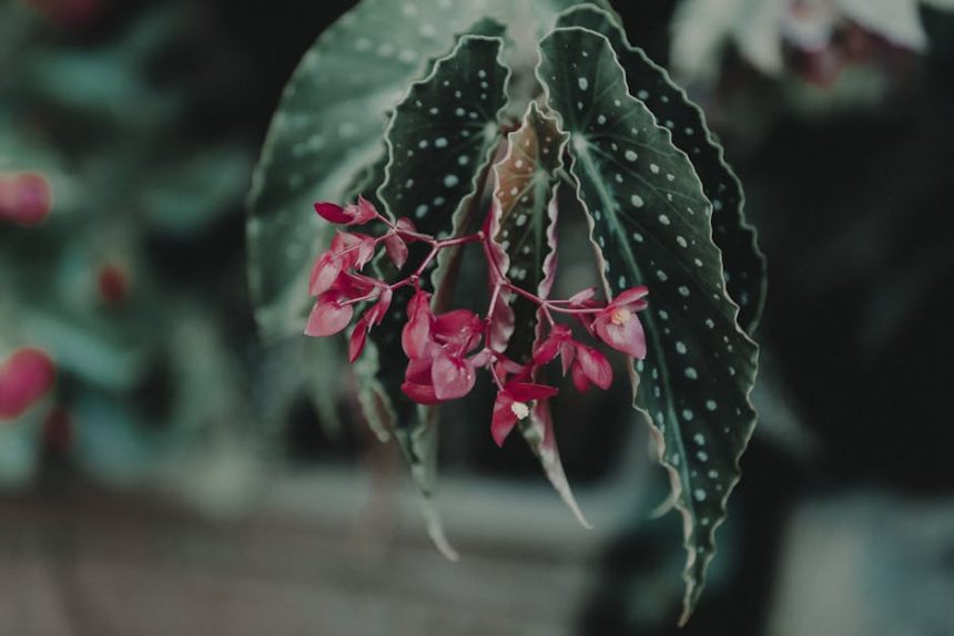 Begónia titkok: Miért fulladnak meg a legtöbb cserepes virágodban, és hogyan fordíthatod meg a sorsukat?