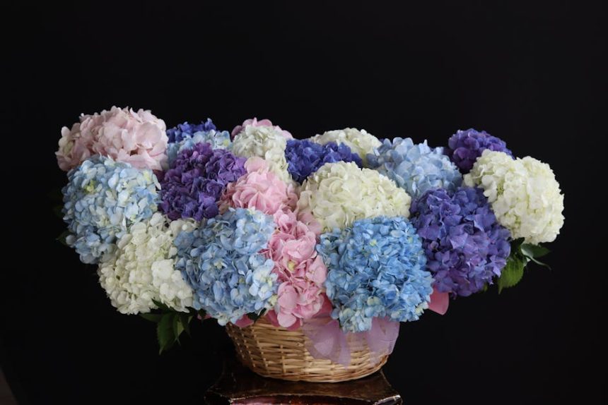 Valóban olyan érzékeny a fűrészeslevelű hortenzia, mint amilyennek tartják?