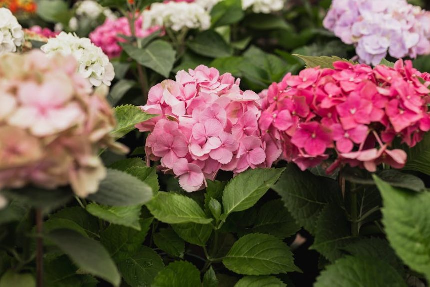 Hortenzia a cserjés kertben: Miért fulladnak gyakran vízbe a legszebb bokrok, és hogyan kerülheted el?