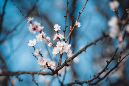 Az elfeledett mikroklíma titka: így erősítsd meg a kajszi monilia elleni védekezésed leggyengébb láncszemét!