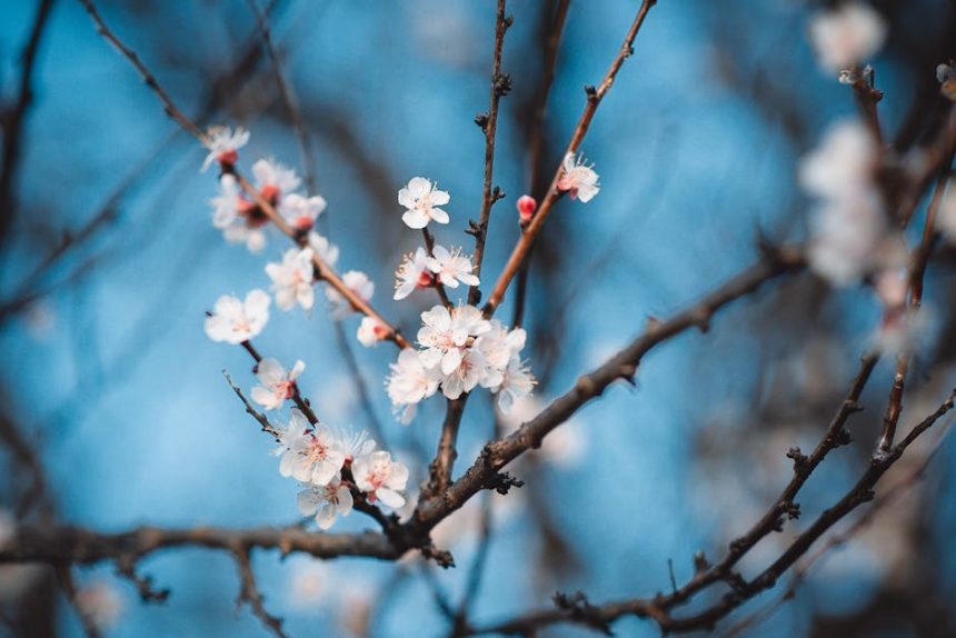 Az elfeledett mikroklíma titka: így erősítsd meg a kajszi monilia elleni védekezésed leggyengébb láncszemét!