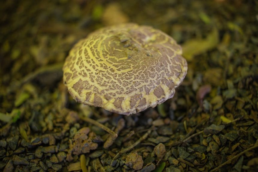 Monilia elleni felszívódó permetezés: miért buknak el az ültetvények a helytelen időzítés miatt?