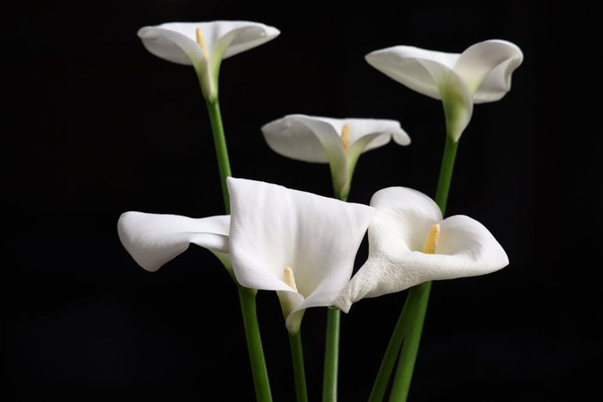 Kála a kertben: Hogyan vált egy egyiptomi legenda a modern otthoni virágzás kulcsává?