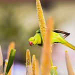 Az erdei gyöngyköles titkai: miért nem csak madáreledel, hanem értékes vadnövény a kertedben?