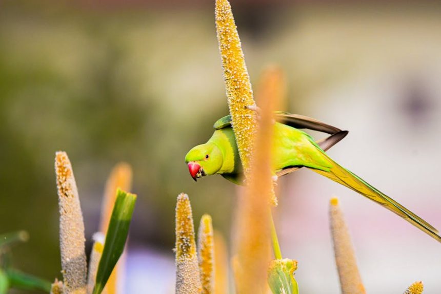 Az erdei gyöngyköles titkai: miért nem csak madáreledel, hanem értékes vadnövény a kertedben?
