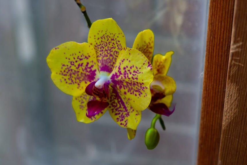 Miért fullad meg az orchidéád? – Az öntözés rejtett buktatói és hogyan kerüld el őket egyszerűen