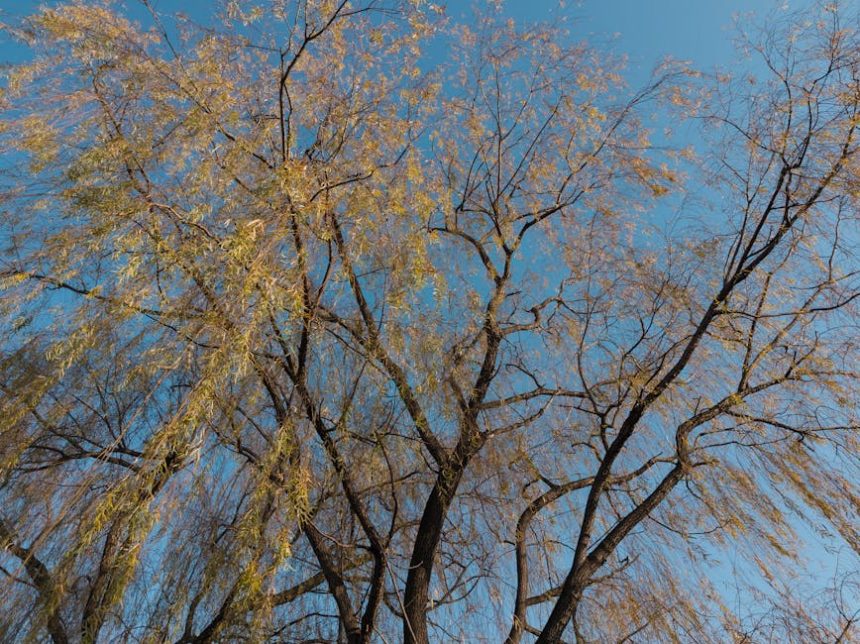 A japán fűz ösvénye: lassú kerttervezés a természet közelségéért és a lélek nyugalmáért