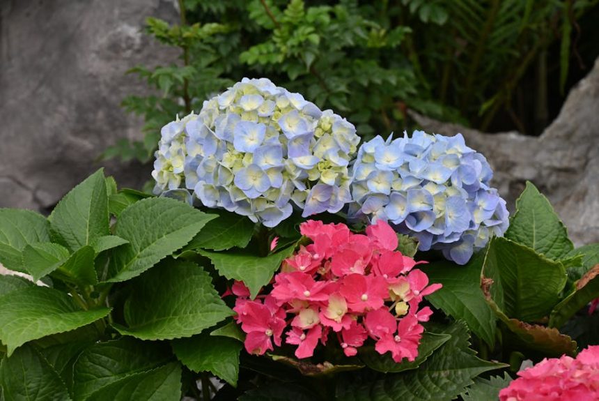 Hortenzia-láz! Így varázsolj színpompás csodát a kertedbe még ma!