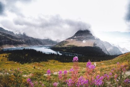 Keleti zergevirág a kertben: amikor a szépség mellé extra talajerő is jár!