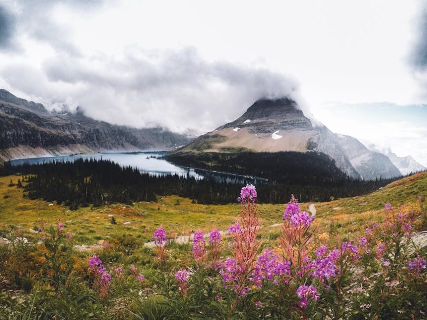 Keleti zergevirág a kertben: amikor a szépség mellé extra talajerő is jár!
