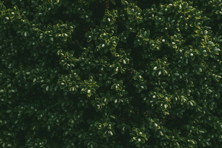 Indián maszlag a kertben: miért nem szabad túlöntözni, és hogyan találj arany középutat?