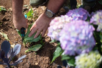 „Hogyan ne vágd le a virágot a bugás hortenzia metszése közben – avagy a metszés, amiért még a növényeid is hálásak lesznek”