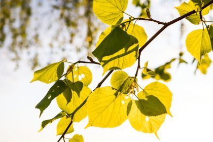 A kislevelű hárs, amiről kevesen tudják: hogyan változtatja meg a kert légkörét a mélyebb gyökérzetével
