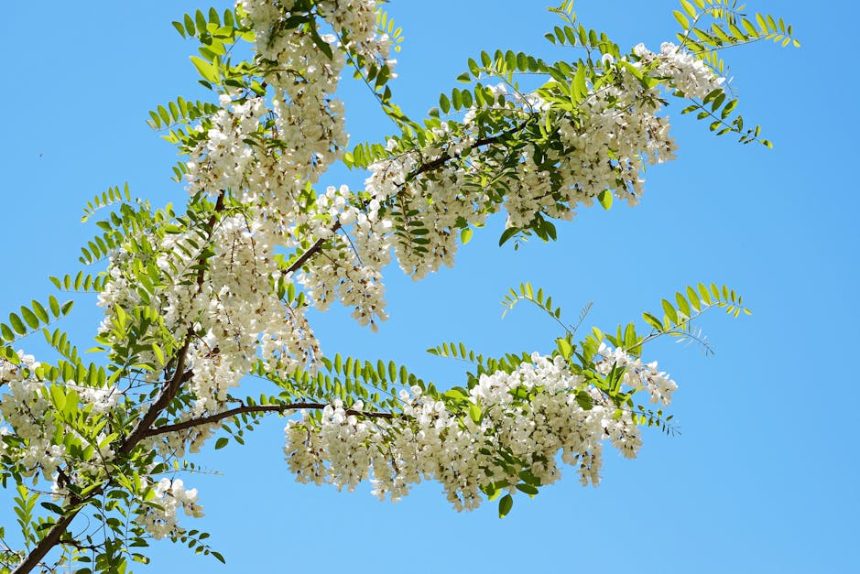 Hagyd, hogy a fehér akác csendje megnyugtassa a kerted – lépj be a természet nyugalmába velem együtt