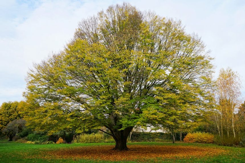 Valóban annyira nehéz és nehezen kezelhető a gyertyán, mint ahogy sokan hiszik?