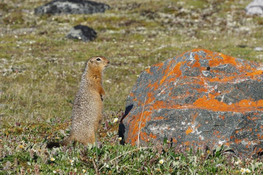 Ürge a kertben? Így ismerd meg és óvd meg lépésről lépésre!