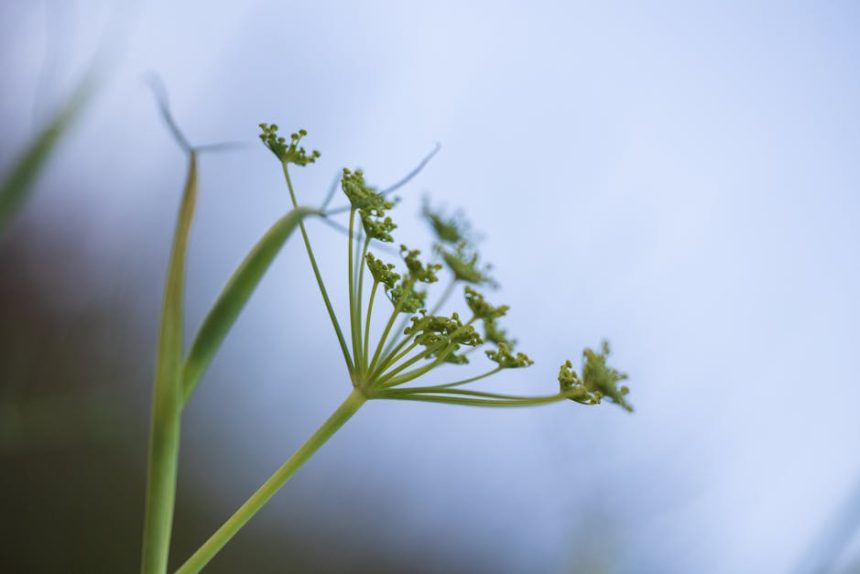 Édeskömény a kertben: Hogyan kerülheted el a leggyakoribb bakikat, hogy tényleg megédesüljön a termésed?