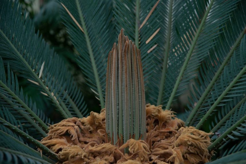 Cikász pálma: Miért nem az örök túlélő, aminek hiszed?