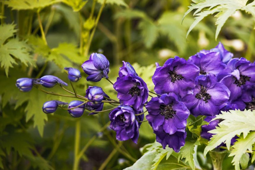 Szarkaláb a kertben: Hogyan lett egy évszázados angol nemesi kert titkos fegyvere a virágzó színkavalkád?