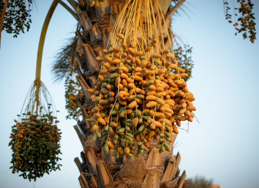 A datolyapálma árnyékában rejlő hűsítő mikroklíma titka a kertben