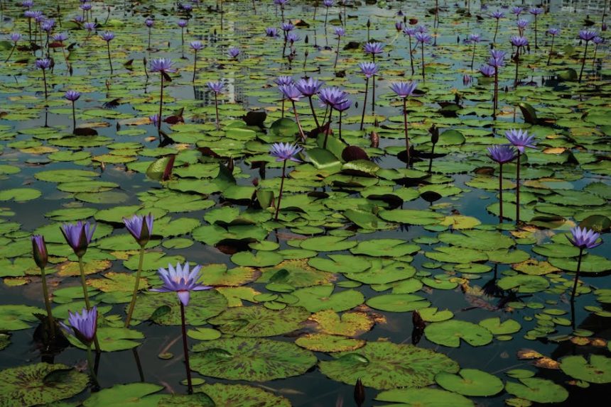 „Hogyan ne fulladj bele a tavirózsa gondozásába? – Egy szingli kertész kalandjai a víz felszínén”